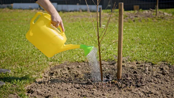 Man pours water from yellow watering can on young tree seedling in summer sunny weather. Man hand holds yellow watering can with water and waters young sapling tree growing in ground.