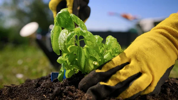 Piante contadine piccoli germogli di basilico verde pianta con le mani in terra fertile, cura delicata e irrigazione di basilico organicamente utile. Giardiniere coltiva insalata di basilico biologico nella sua fattoria. Foto Stock