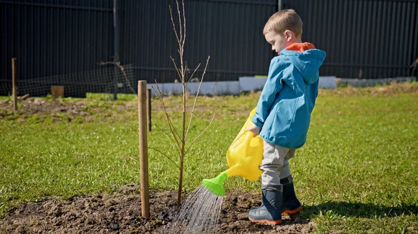 Child takes care of plant in nature. Small blond 4-year-old child in blue jacket and rubber boots is watering young tree sapling with water from yellow watering can in summer sunny weather in park. Stockbild