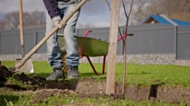 Farm workers fill up with shovels dug hole of fertile soil with planted seedling of plants in summer sunny weather. Volunteers plant trees, cover tree saplings with earth. Agriculture concept.