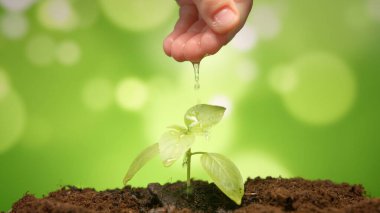Boys hand is watering young basil plant growing on fertile soil with green bokeh back. Conservation of natural resources. Tree planting, nature conservation, sustainable development.