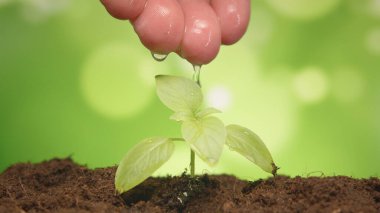 Agriculture. Farmer and waters young seedling in soil. Farmer and water green sprout. Green seedling in soil. Agriculture concept. Water drops, life of young sprout. Sprouted seed infertile soil.