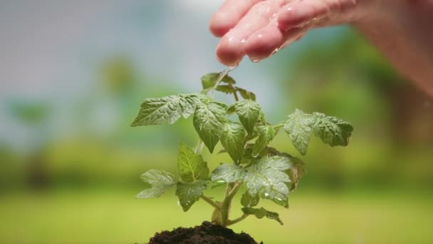 Farmer waters young tomato plant seedling in soil. Agriculture. Farmer and water green sprout. Green seedling in soil. Agriculture concept. Water drops, life of young sprout. Sprouted seed in soil. — Video