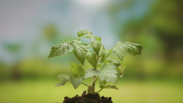 Young cherry tomato seedling is irrigated with rainwater on blurry sunny summer background. Agriculture concept. Water drops. Sprouted seed in soil. Farmer waters young tomato plant seedling in soil. — 图库视频影像