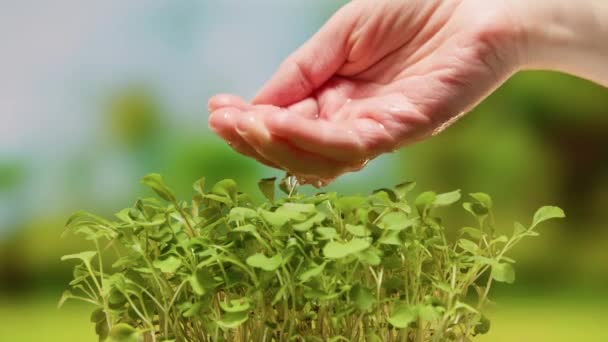 Farmer waters micro greens plant arugula seedling in soil. Agriculture. Farmer and water green sprout. Green seedling in soil. Water drops, life young sprout. Sprouted seed in soil. — Vídeo de stock