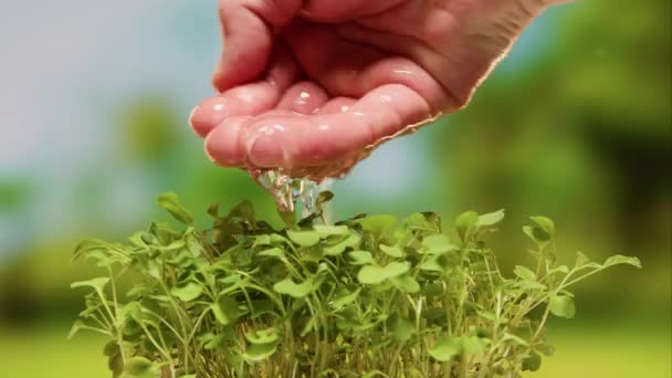 Agriculture. Farmer waters micro greens plant arugula seedling in soil. Agriculture. Farmer and water green sprout. Green seedling in soil. Water drops, life of young sprout. Sprouted seed in soil. — 图库视频影像