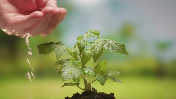Agriculture. Green seedling in soil. Agriculture concept. Water drops, life of young sprout. Sprouted seed in soil. Farmer waters young tomato plant seedling in soil. Farmer and water green sprout. — Video