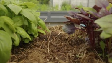 Motion across two types of basil on bed. Low green and purple basil grows in kitchen garden against grey fence closeup. Plants grow in ground covered with soil and hay