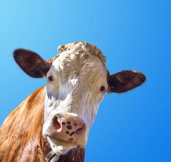 牛と空 — ストック写真