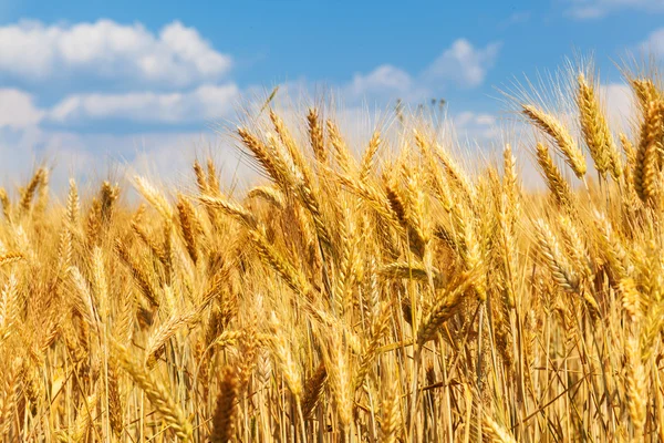 Campo de trigo, cielo azul — Foto de Stock