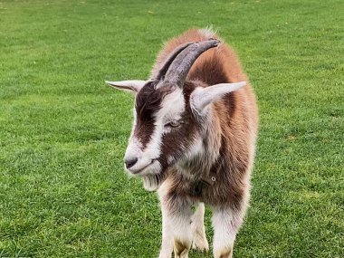 Tarladaki keçi bize bakıyor, Yeşil Çayırdaki Keçi, yakın plan.