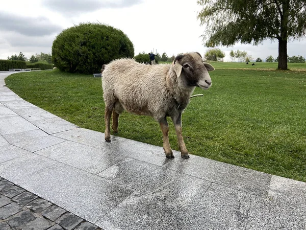 Schafe Spazieren Auf Der Schönen Grünen Wiese Freien — Stockfoto