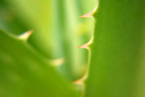 Aloe Vera Pflanze Blätter Isoliert Auf Weißem Hintergrund Pflanzliche Medizin — Stockfoto