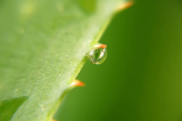 Aloe Vera Plantan Lämnar Isolerad Vit Bakgrund Växtbaserade Läkemedel För — Stockfoto