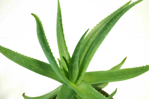 Aloe Vera Plant Leaves Isolated White Background Herbal Medicine Skin — Stock Photo, Image