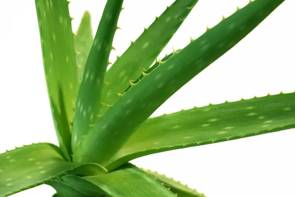 Aloe Vera Növény Levelek Elszigetelt Fehér Alapon Gyógynövény Bőrkezelés Koncepció — Stock Fotó