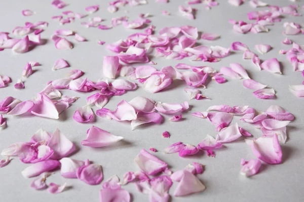 Beautiful Pink Rose Petals Background Closeup — Stock Photo, Image