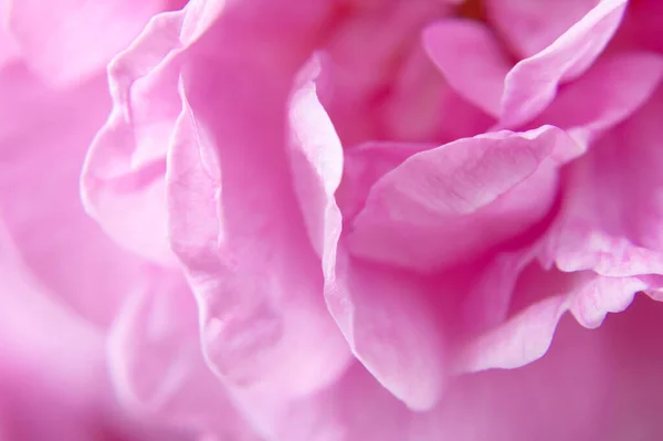 Mooie Roze Roos Achtergrond Close Macro — Stockfoto