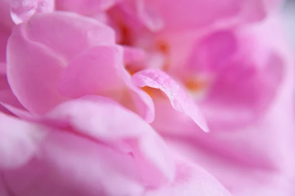 Piękne Różowe Tło Róży Zbliżenie Makro — Zdjęcie stockowe