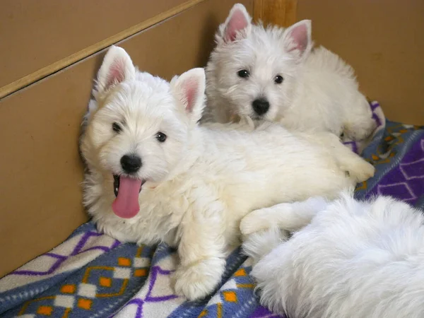 funny white west highland terrier dogs puppy sit in their aviary or box for little dog indoor, dog breeding business concept, closeup