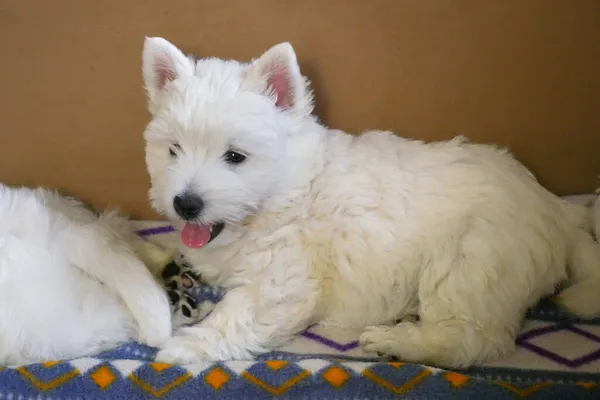 funny white west highland terrier dogs puppy sit in their aviary or box for little dog indoor, dog breeding business concept, closeup