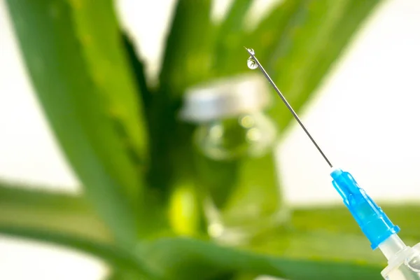 Planta Aloe Vera Medicina Herbal Para Tratamiento Piel Uso Spa —  Fotos de Stock