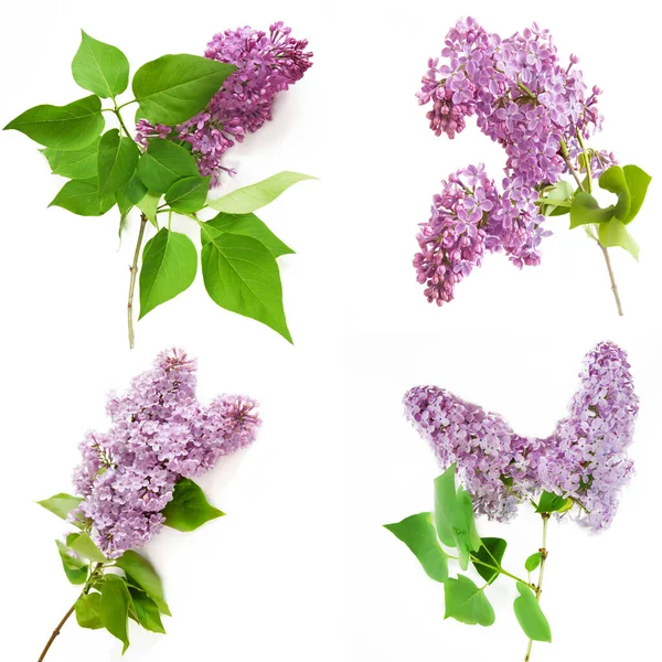 Beautiful Lilac Flowers Isolated White Background Set Collection Closeup — Stock Photo, Image