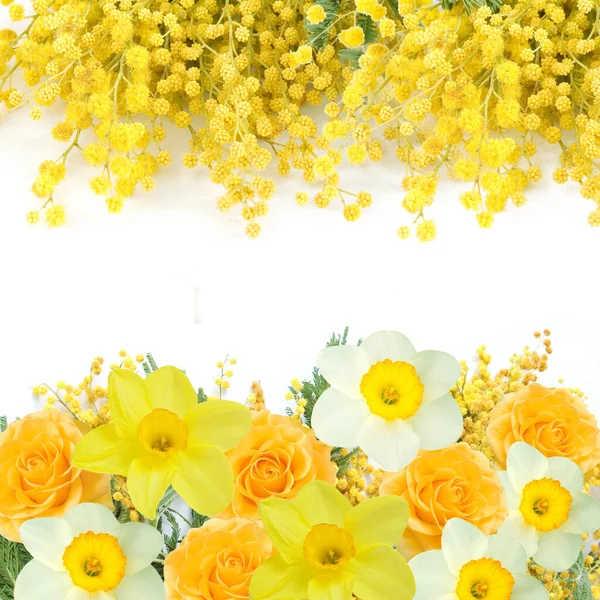 Mimosen Und Narzissenblüten Isoliert Auf Weißem Hintergrund Nahaufnahme — Stockfoto