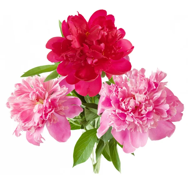 Beautiful Red Pink Peony Bunch Isolated White Closeup — Stockfoto