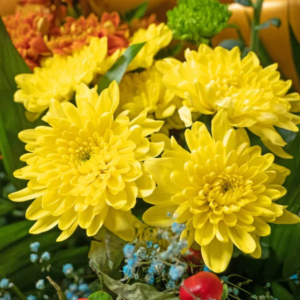 Großer Bund Mit Schönen Gelben Chrysanthemen Hintergrund Nahaufnahme — Stockfoto