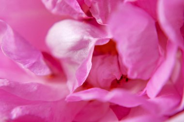 Güzel pembe gül makro arka plan, yakın plan