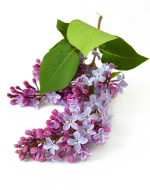 Arka planda yalıtılmış güzel leylak çiçekleri, yakın plan