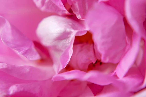 Mooie Roze Roos Macro Achtergrond Close — Stockfoto