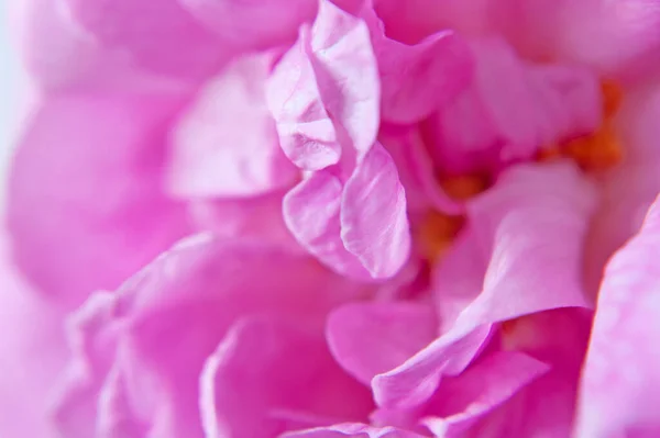 Mooie Roze Roos Macro Achtergrond Close — Stockfoto