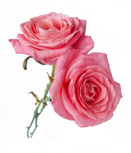Piękne Różowe Róże Kilka Białym Tle Zbliżenie — Zdjęcie stockowe