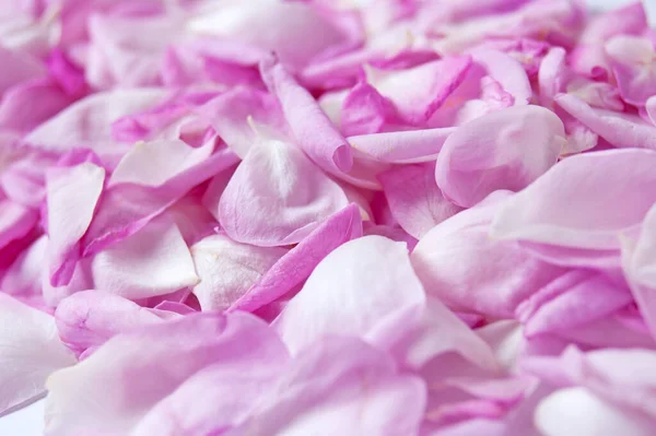 Piękne Różowe Płatki Róż Tło Zbliżenie — Zdjęcie stockowe
