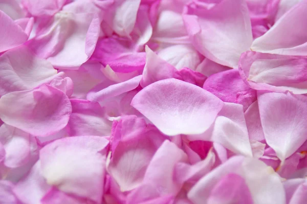 Mooie Roze Rozenblaadjes Achtergrond Close — Stockfoto