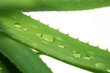 Aloe Vera bitki ve su damlaları, ilaç üretimi için aloe vera ve cilt için kozmetik, cilt tedavisi için bitkisel ilaç, cilt bakımı. Doğadaki bitki, yakın plan.