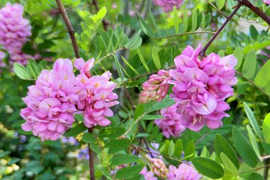 Açan akasya arka planı. Akasya çiçekleri ve dalları. Pembe akasya. Açık havada.