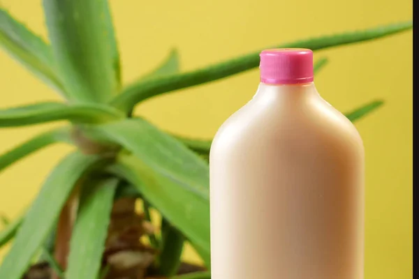 Aloe Vera Pflanzen Und Creme Kosmetik Pflanzliche Medizin Zur Hautbehandlung — Stockfoto