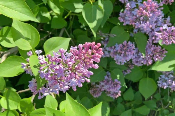 Beau Fond Lilas Violet Gros Plan Extérieur — Photo