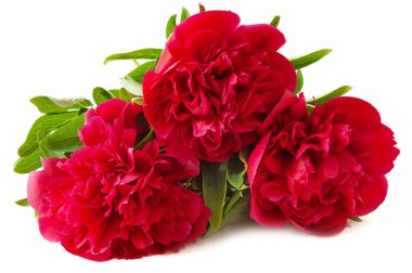 Güzel şakayık sürüsü beyaz, yakın plan