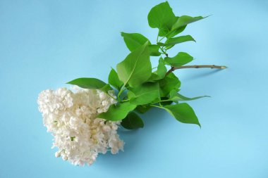 açık mavi üzerinde beyaz leylak çiçekleri ve kopya alanı ile bahar arkaplanı