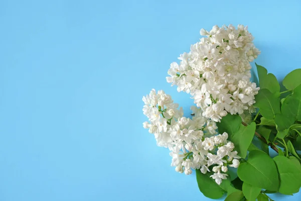 Frühling Hintergrund Mit Weißen Lila Blumen Auf Hellblau Mit Kopierraum — Stockfoto