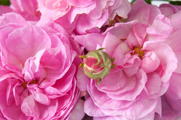 Belles Roses Fraîches Bouquet Fond Isolé Gros Plan — Photo