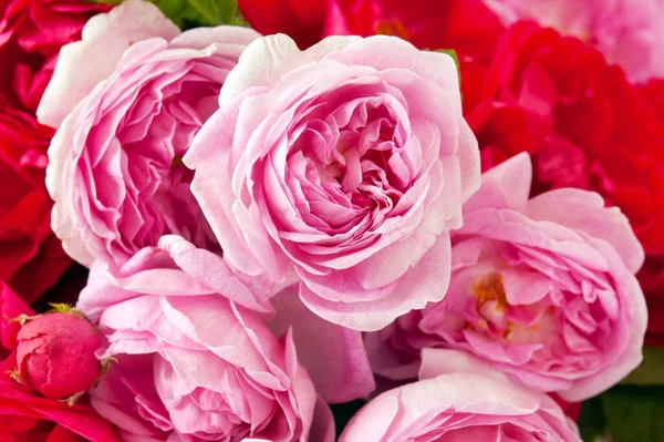 美丽的新鲜粉红玫瑰束隔离的背景 — 图库照片