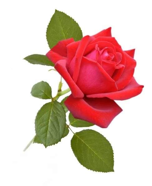 Schöne Rote Rose Isoliert Auf Weißem Hintergrund Nahaufnahme — Stockfoto