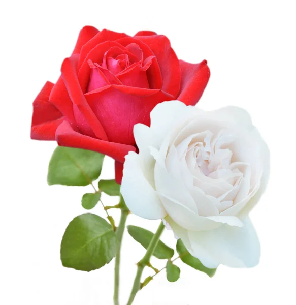 Beau Bouquet Roses Rouges Blanches Isolé Sur Fond Blanc Gros — Photo