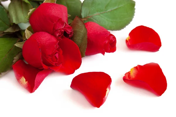 Hermosas Rosas Rojas Manojo Aislado Sobre Fondo Blanco Primer Plano — Foto de Stock