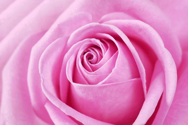 Hermoso Rosa Fresco Fondo Primer Plano —  Fotos de Stock
